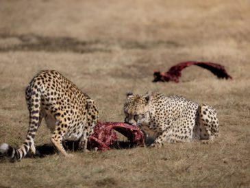 Project Cheetah survivors